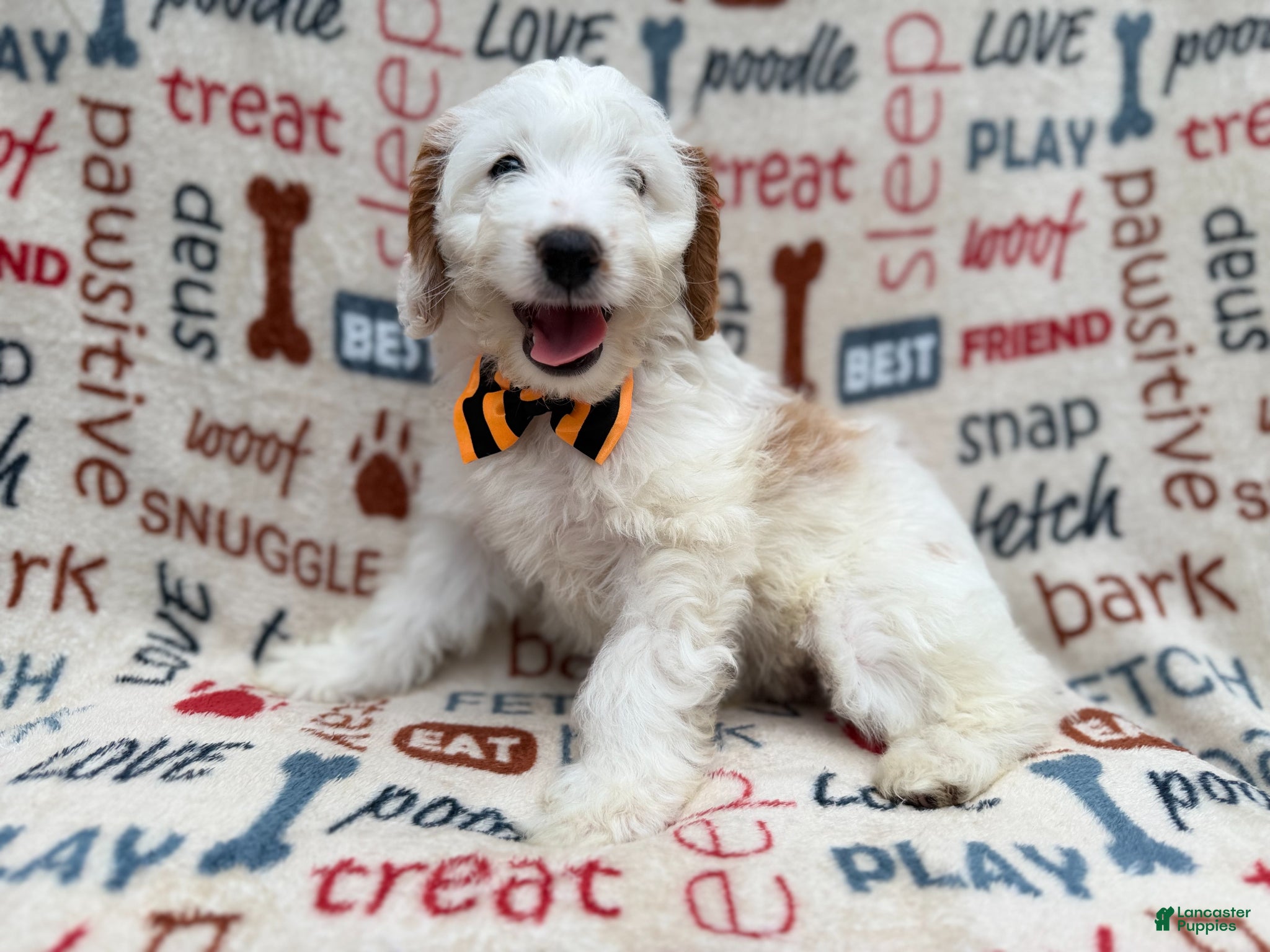 Cockapoo dogs Louie - Ad 10