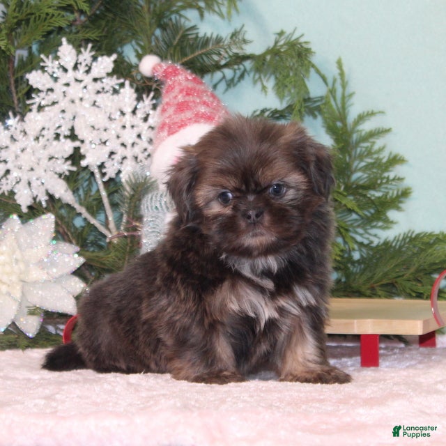 Shih Tzu dogs Mistletoe - Ad 16