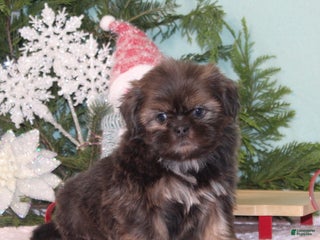 Shih Tzu dogs Mistletoe - Ad 16