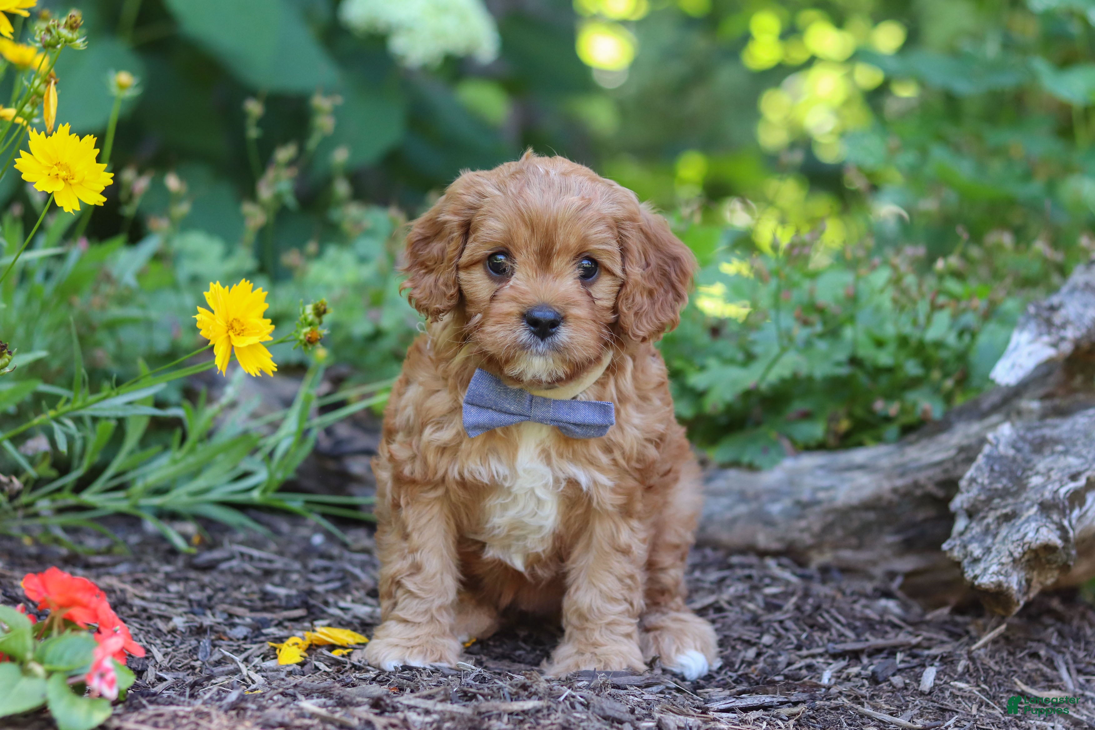 Cavapoo dogs Max  - Ad 1