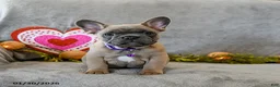 French Bulldog dogs for sale: Winter - Ad 2