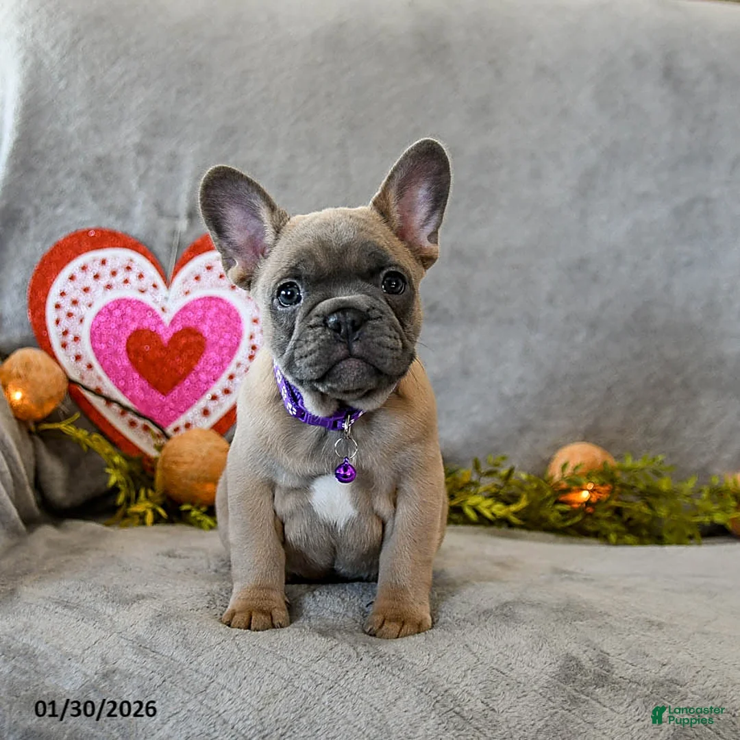 French Bulldog dogs for sale: Winter - Ad 2