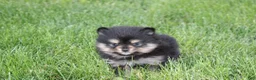 Pomeranian dogs for sale: Tilly - Ad 5