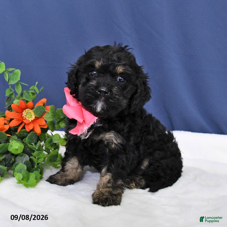 Cavapoo dogs Dolly - Ad 1