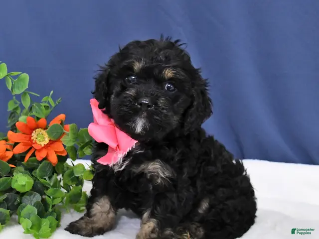 Cavapoo dogs for sale: Dolly - Ad 1
