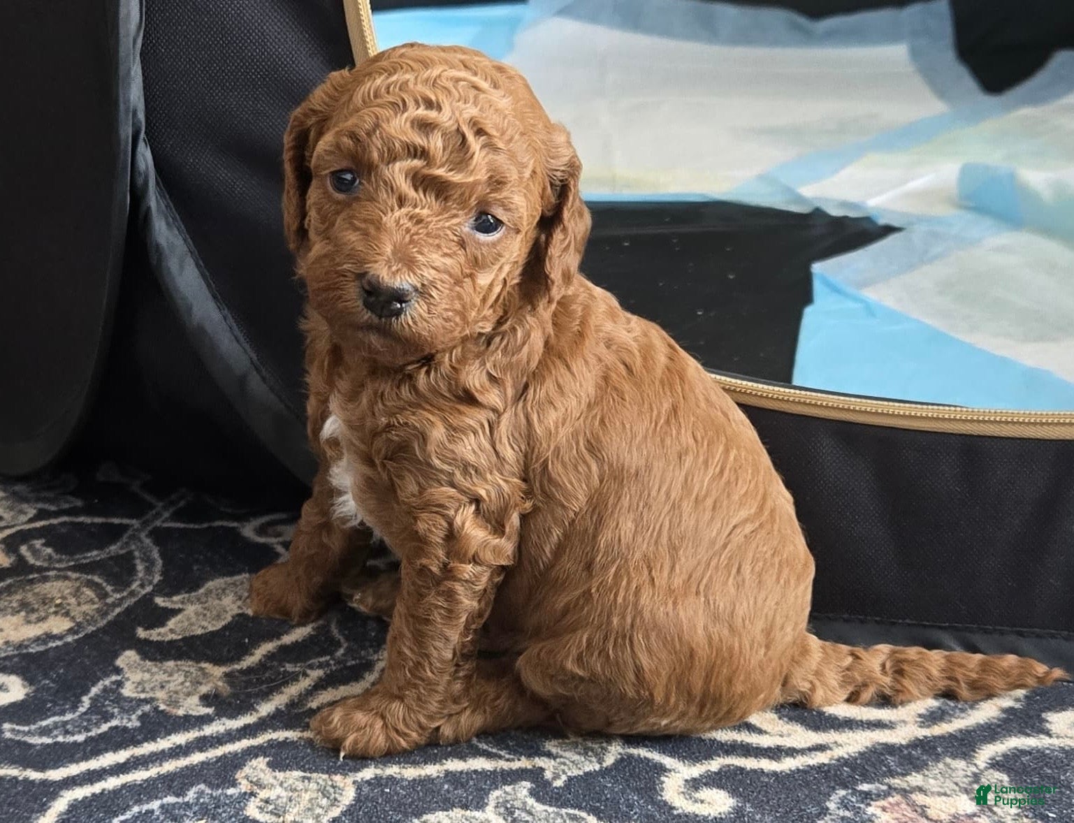 Mini Goldendoodle dogs Poppi - Ad 2