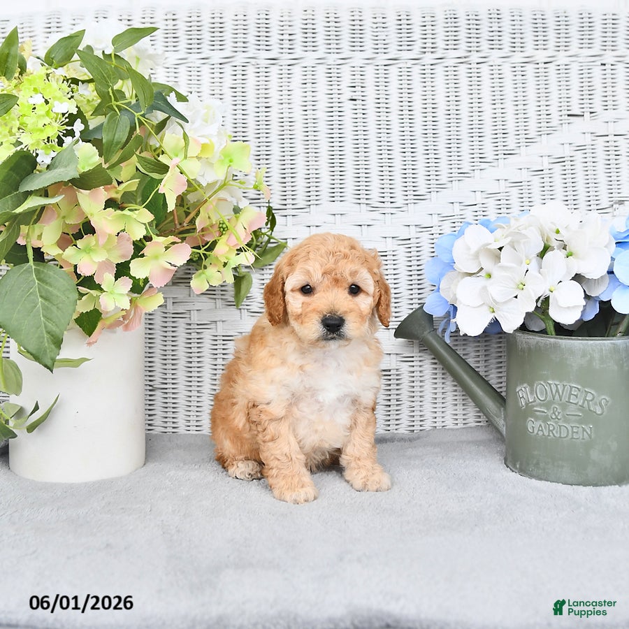 Mini Aussiedoodle dogs for sale: Daisy - Ad 3