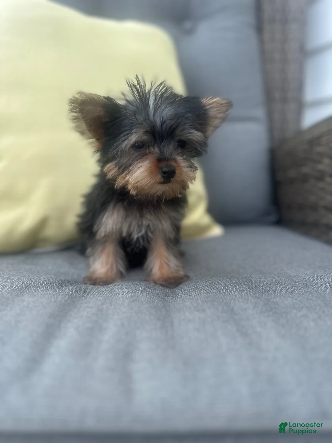 Yorkshire Terrier dogs for sale: Jake - Ad 8