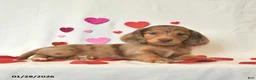 Miniature Dachshund dogs for sale: Ollie  - Ad 4