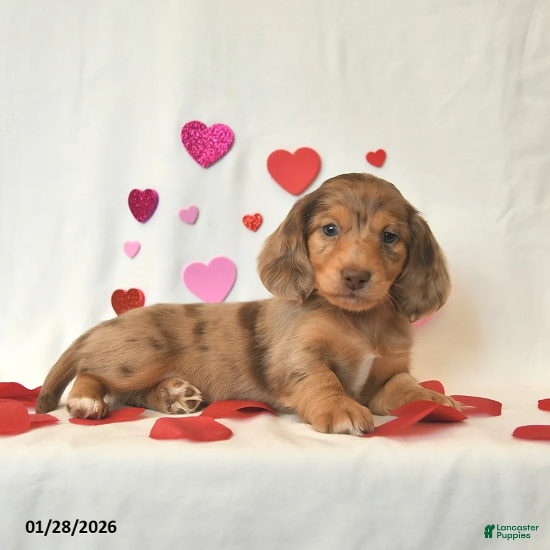 Miniature Dachshund dogs for sale: Ollie  - Ad 4