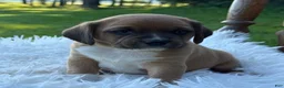 Puggle dogs for sale: Poppy - Ad 6