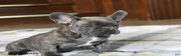 French Bulldog dogs for sale: Cuddles - Ad 5