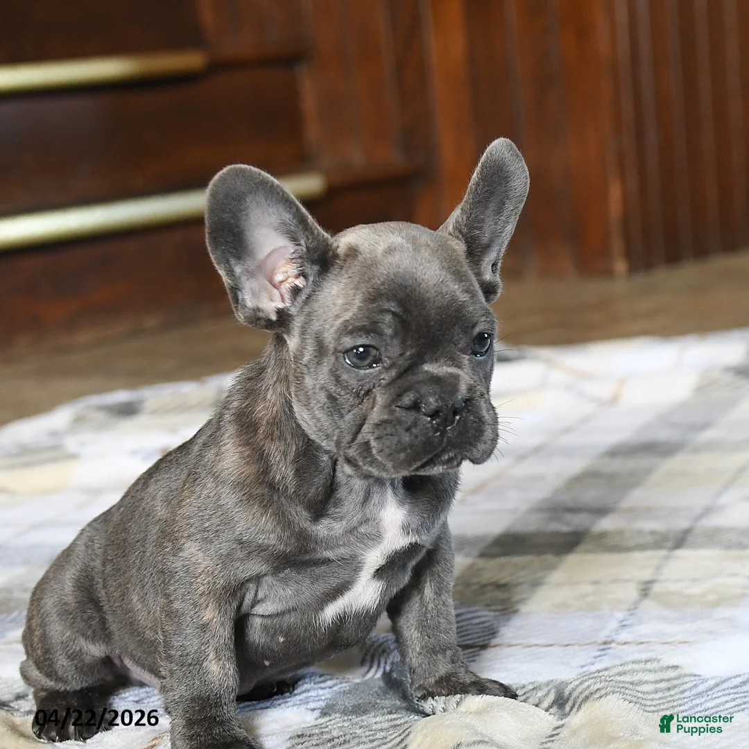 French Bulldog dogs for sale: Cuddles - Ad 5