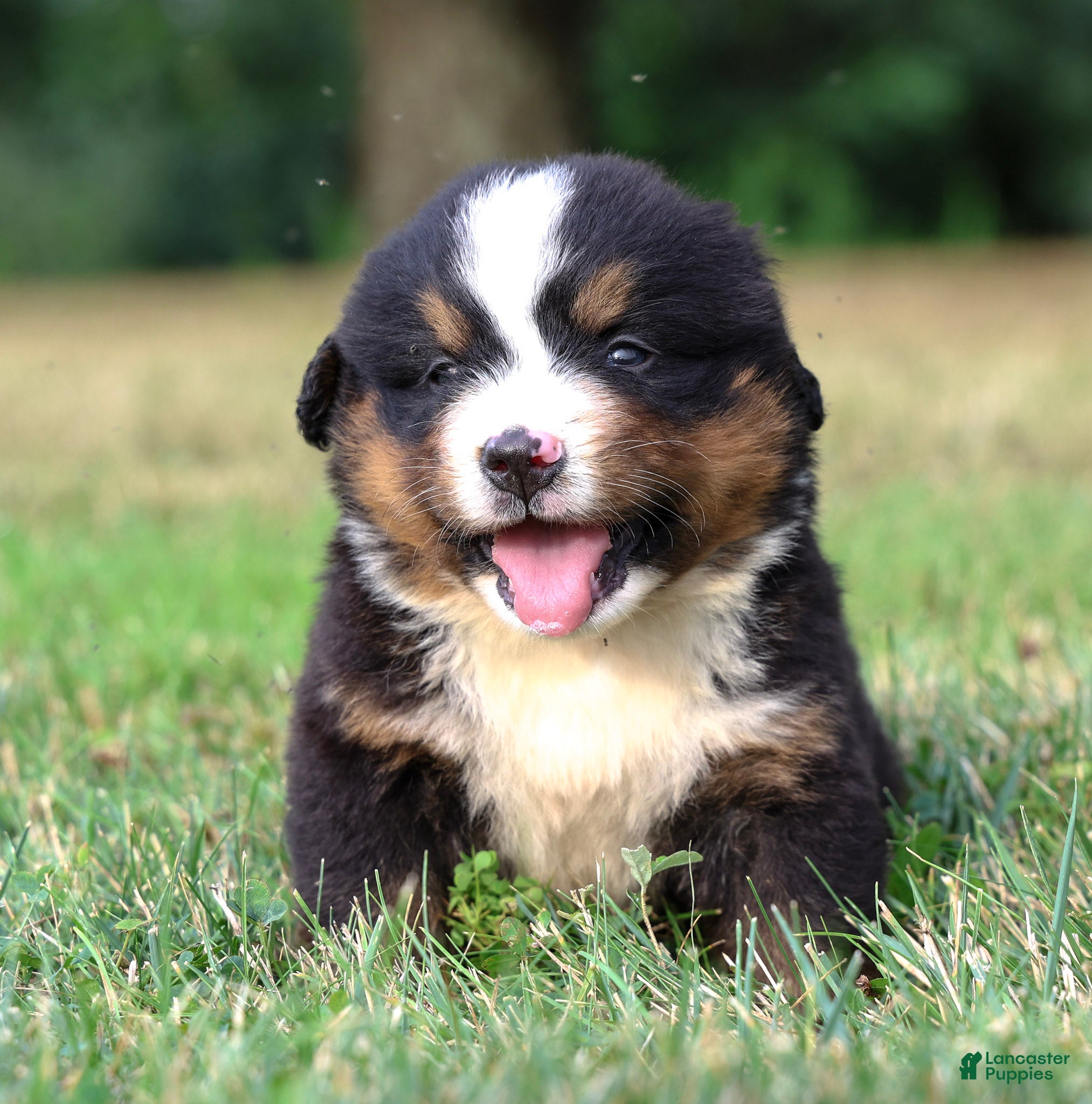 Bernese Mountain Dog dogs Summit - Ad 1