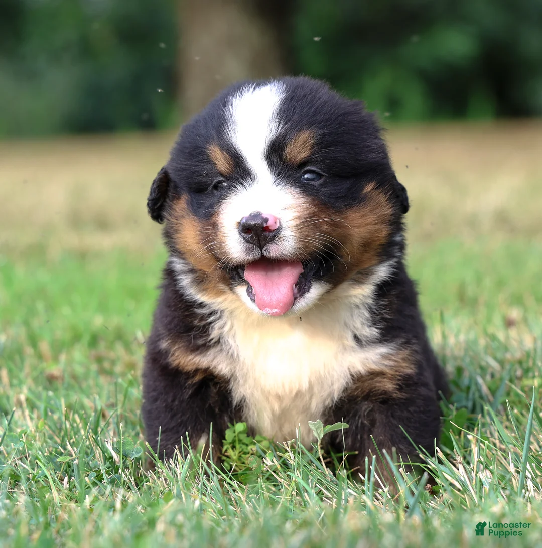 Bernese Mountain Dog dogs for sale: Summit - Ad 1