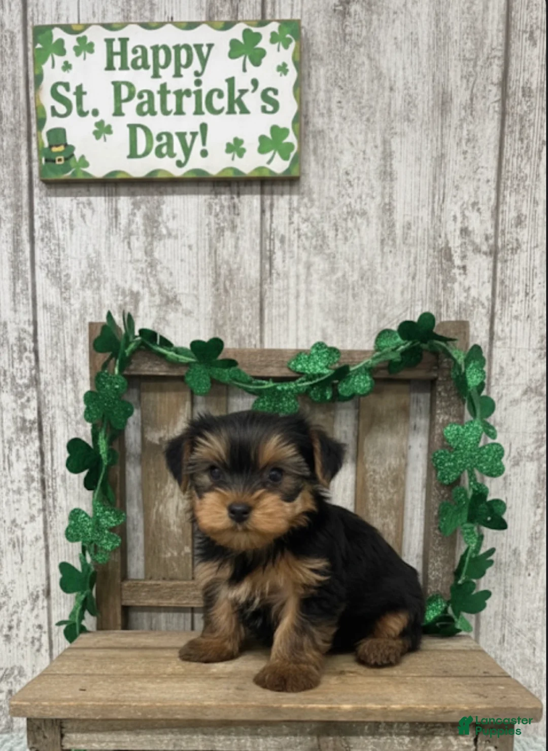 Yorkshire Terrier dogs for sale: Yorkshire Terrier Puppy 1 - Ad 1