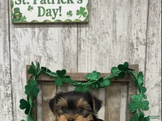 Yorkshire Terrier dogs Yorkshire Terrier Puppy 1 - Ad 12