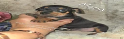 Miniature Pinscher dogs for sale: Mona black and rust  - Ad 2