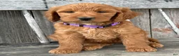 Irish Doodle dogs for sale: Charlotte  - Ad 16
