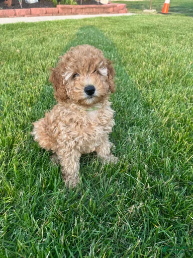 Gallery Image {{count}}