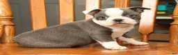Boston Terrier dogs for sale: Buster - Ad 7