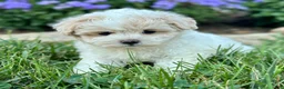 Maltipoo dogs for sale: Casey - Ad 1