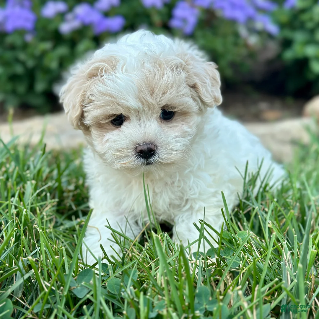 Maltipoo dogs for sale: Casey - Ad 1