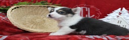 Welsh Corgi Pembroke dogs for sale: Buddy - Ad 3