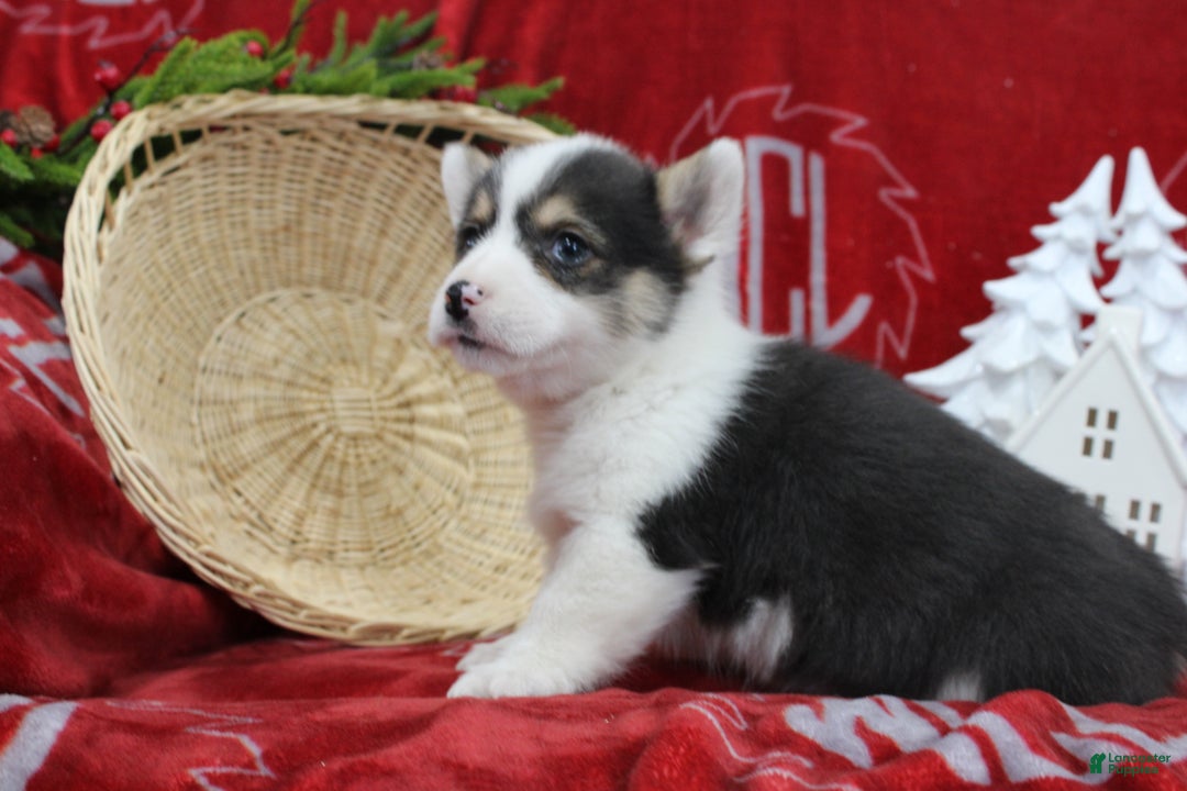 Welsh Corgi Pembroke dogs for sale: Buddy - Ad 3