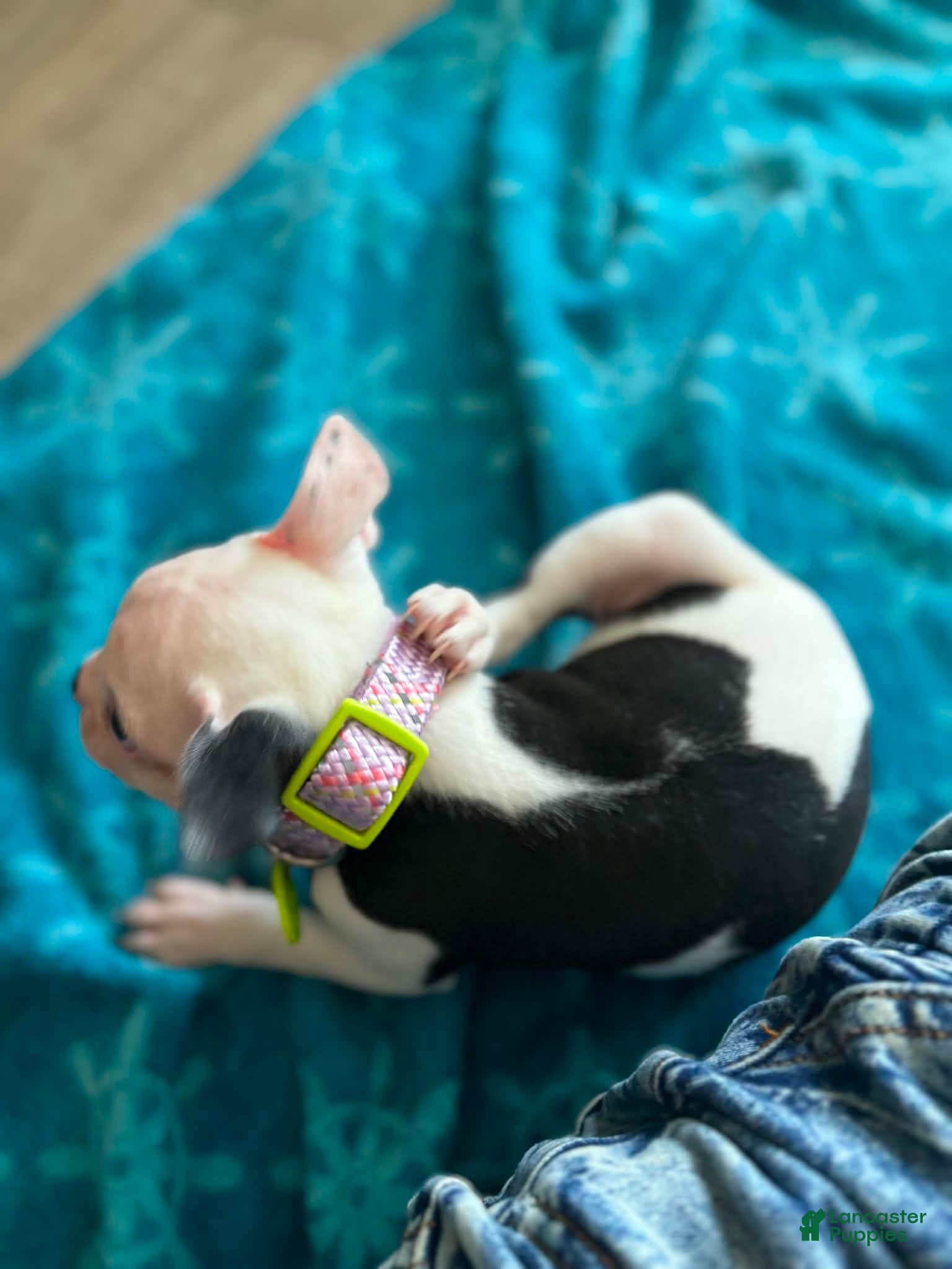Boston Terrier dogs for sale: Boston Terrier Puppy 3 - Ad 5