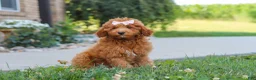 Cavapoo dogs for sale: Felecia - Ad 1