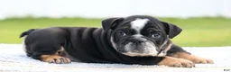 English Bulldog dogs for sale: English Bulldog 1 - Ad 2