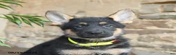 German Shepherd dogs for sale: Nacho - Ad 4