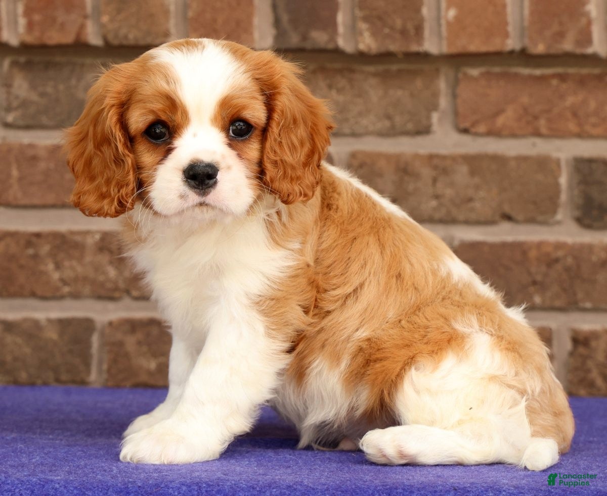 Cavalier King Charles Spaniel dogs Silas - Ad 2