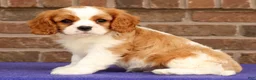 Cavalier King Charles Spaniel dogs for sale: Silas - Ad 2