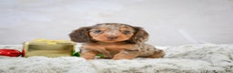 Miniature Dachshund dogs for sale: Snowflake - Ad 2
