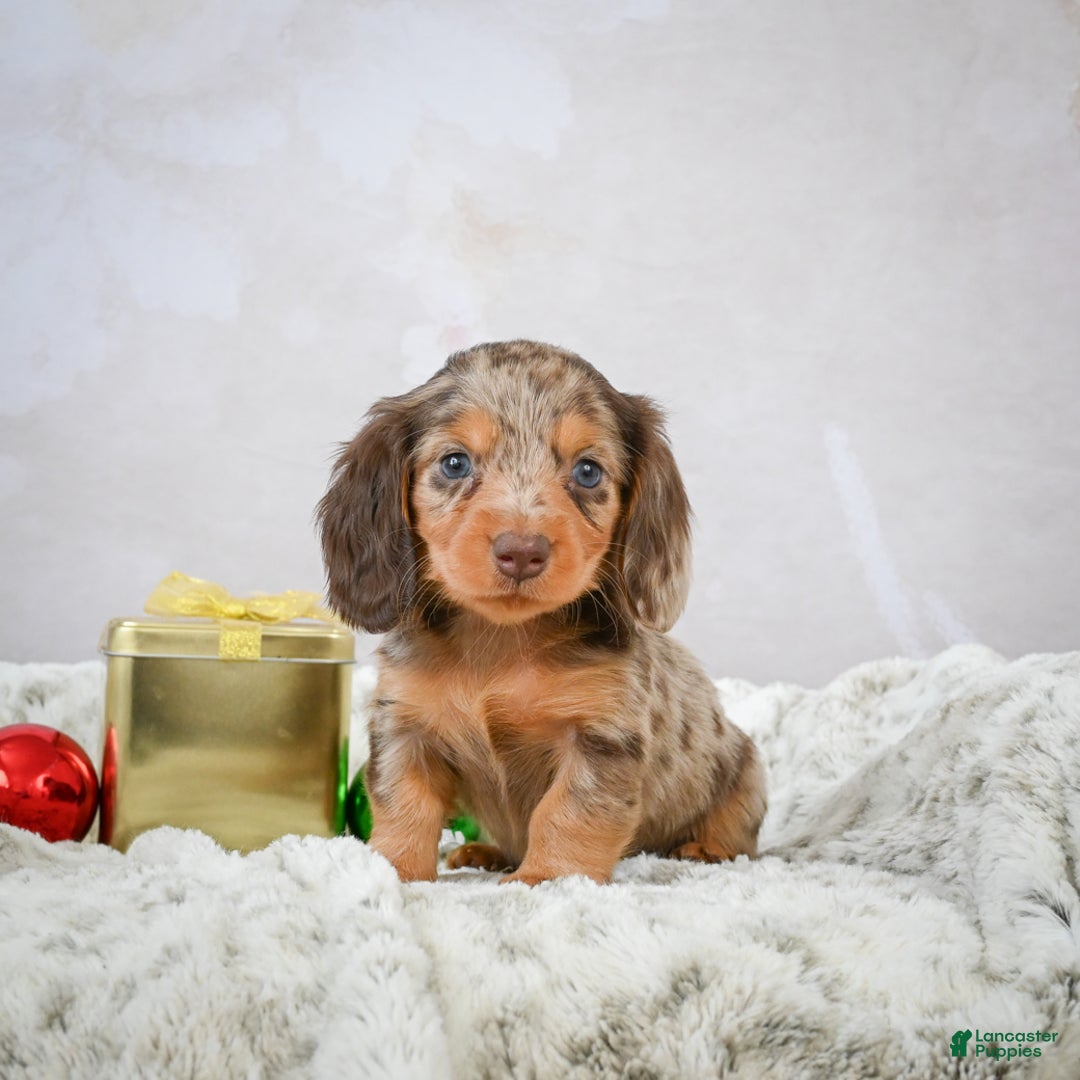 Miniature Dachshund dogs for sale: Snowflake - Ad 2
