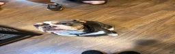 Beabull dogs for sale: Messie - Ad 4