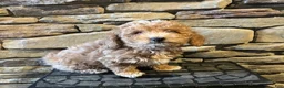 Bichpoo dogs for sale: Butterscotch  - Ad 1