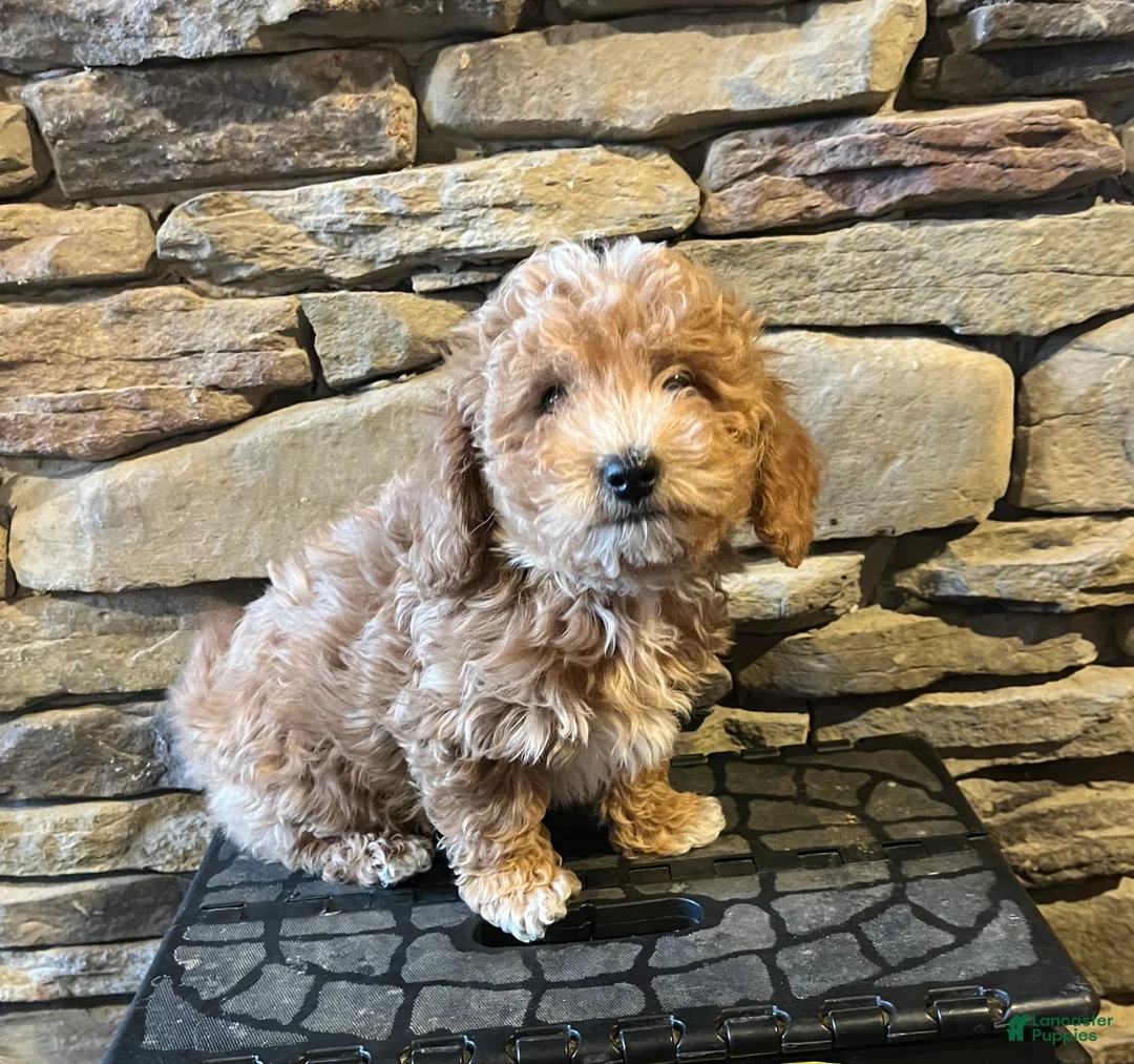 Bichpoo dogs for sale: Butterscotch  - Ad 1