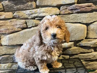 Bichpoo dogs Butterscotch - Ad 28