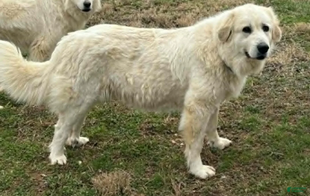 Great Pyrenees dogs for sale: Great Pyrenees Puppy 5 Purple - Ad 3