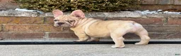 French Bulldog dogs for sale: Buddy - Ad 6
