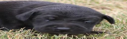 Great Dane dogs for sale: Sadie - Ad 6