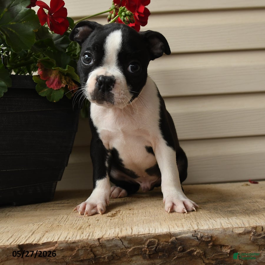 Boston Terrier dogs Demmy - Ad 1