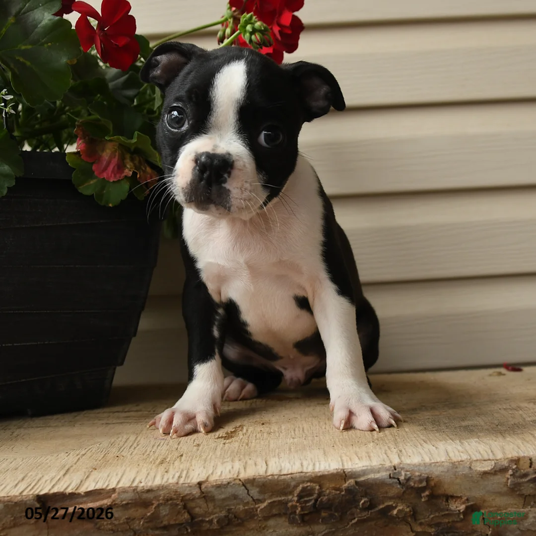 Boston Terrier dogs for sale: Demmy - Ad 1