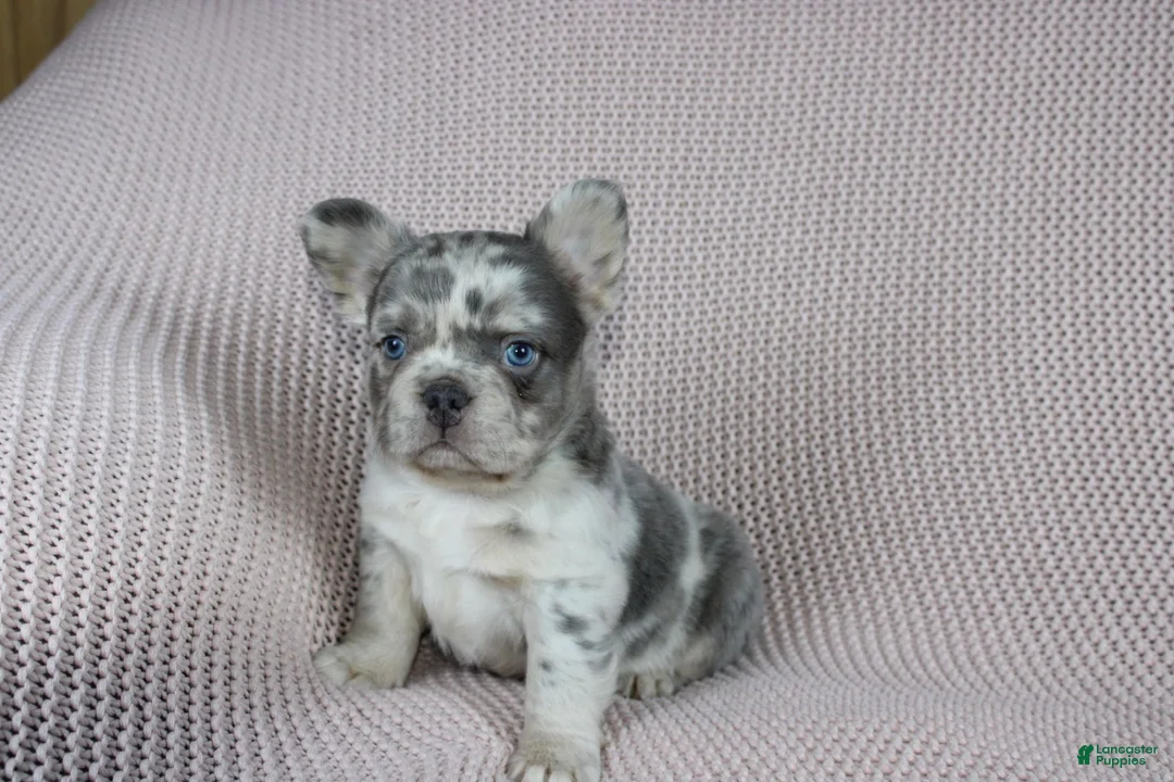 French Bulldog dogs for sale: Timmy - Ad 1