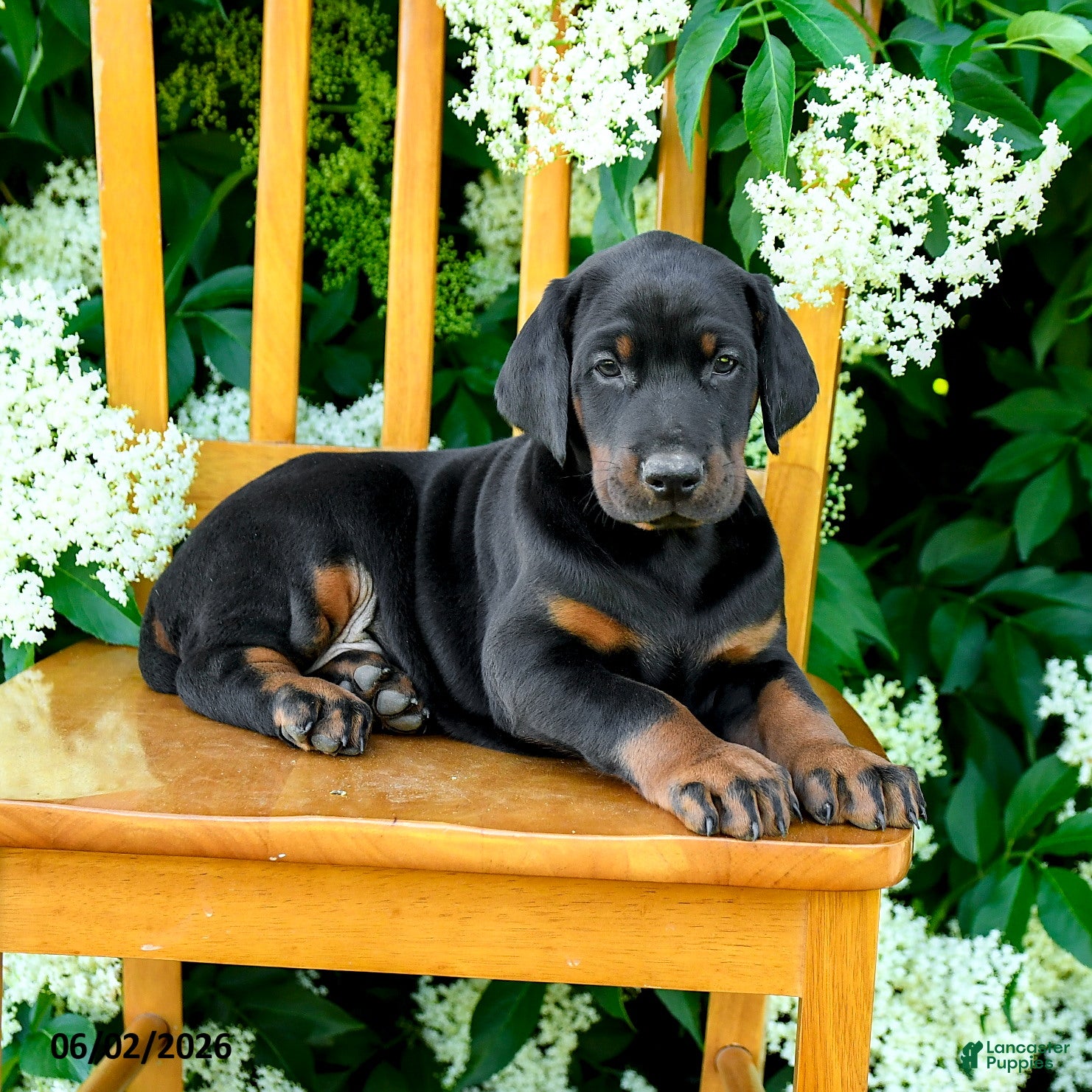 Doberman Pinscher dogs for sale: Lance  - Ad 3