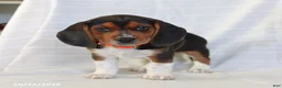 Beagle dogs for sale: Archer - Ad 4