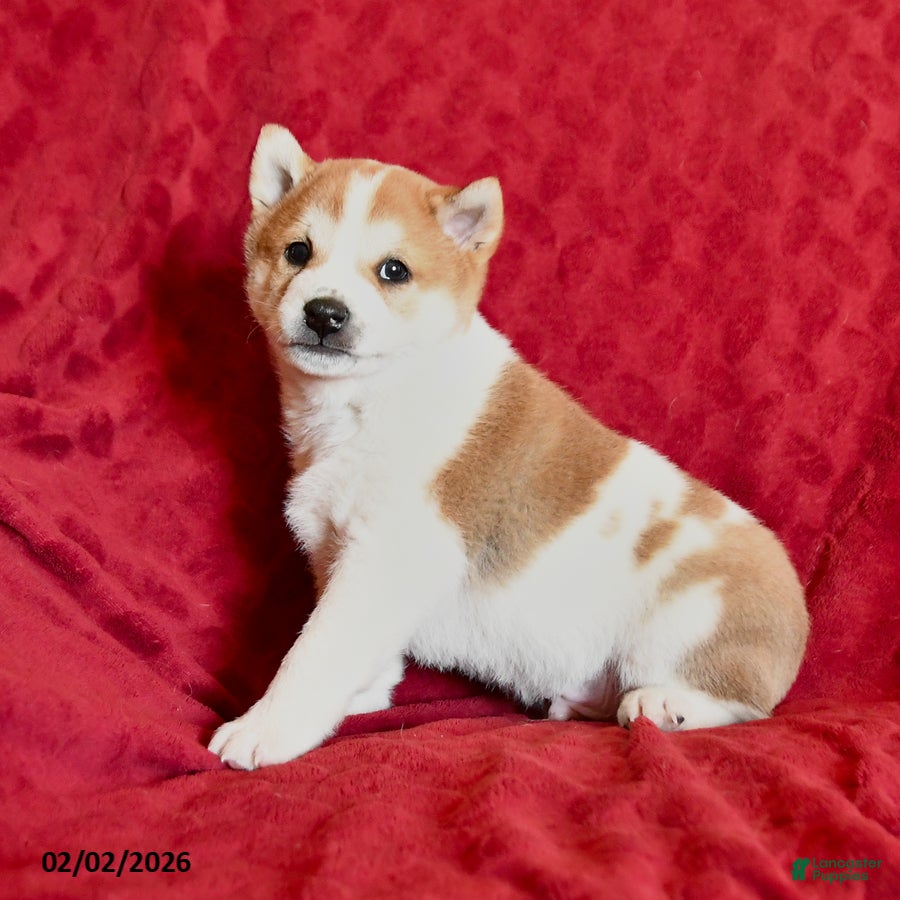 Shiba Inu dogs Tanner - Ad 2